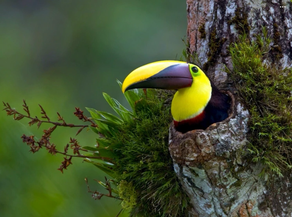 Toucan in a tree